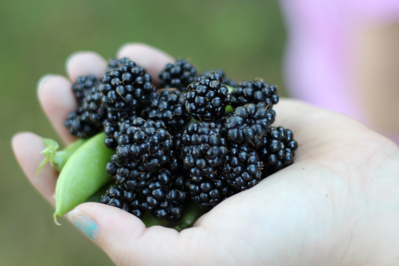 fruit food nature free photo