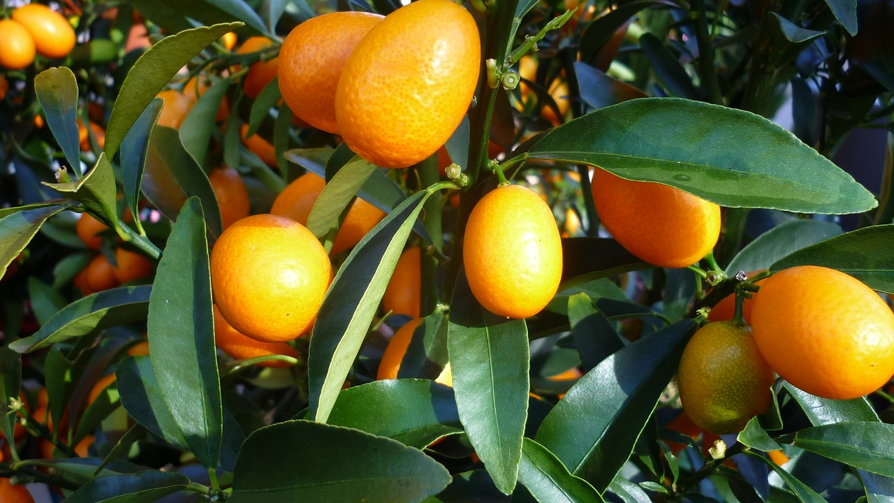 fruit orange food free photo