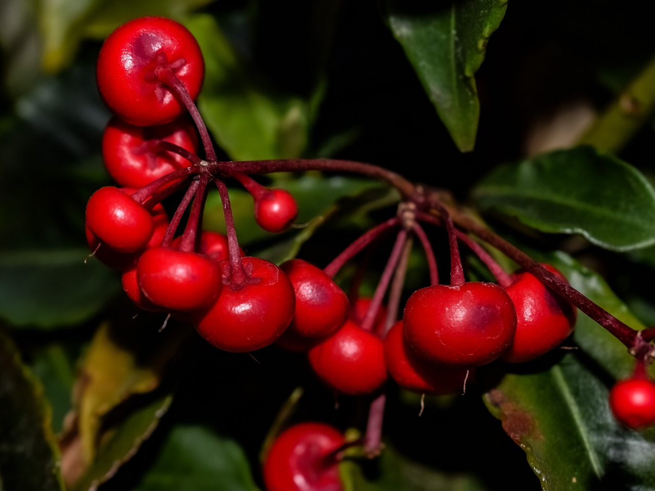 fruit  leaf  nature free photo