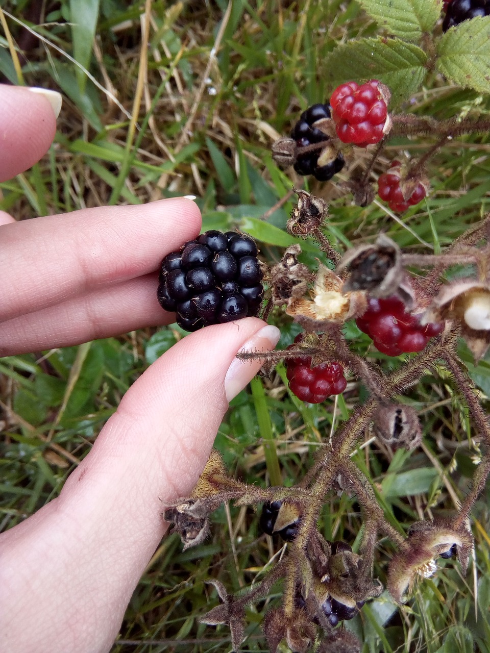 fruit  food  nature free photo