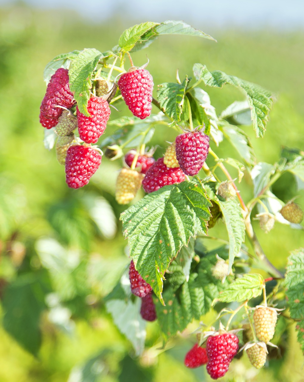 fruit  berry  nature free photo