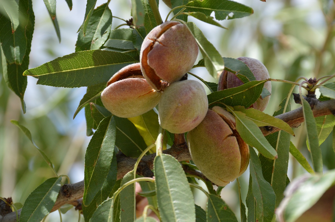 fruit  food  leaf free photo