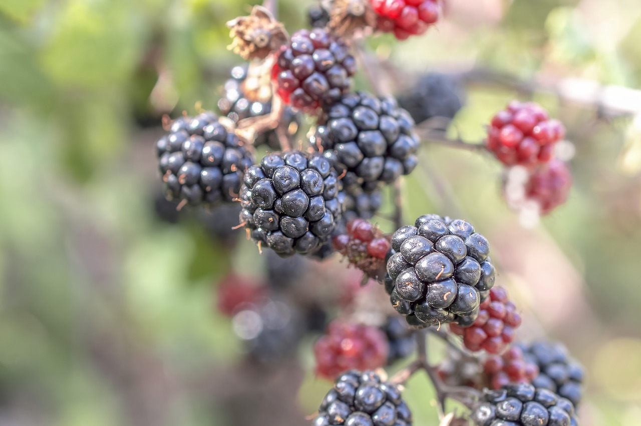 fruit  nature  berry free photo