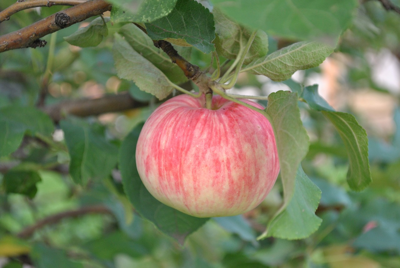 fruit  nature  food free photo