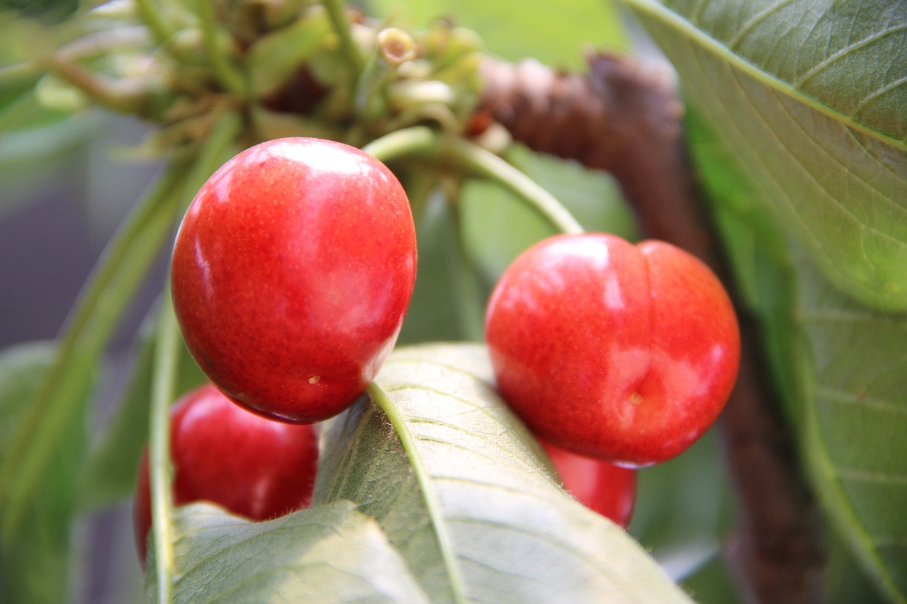 fruit  food  leaf free photo