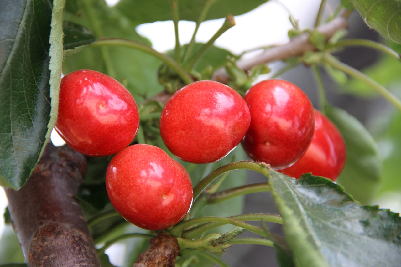 fruit  leaf  food free photo