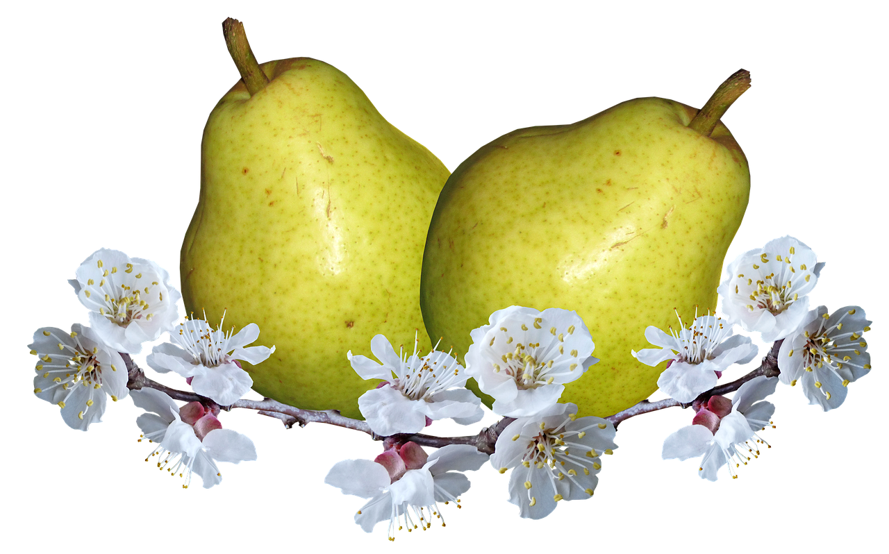 fruit  pears  pear blossom free photo