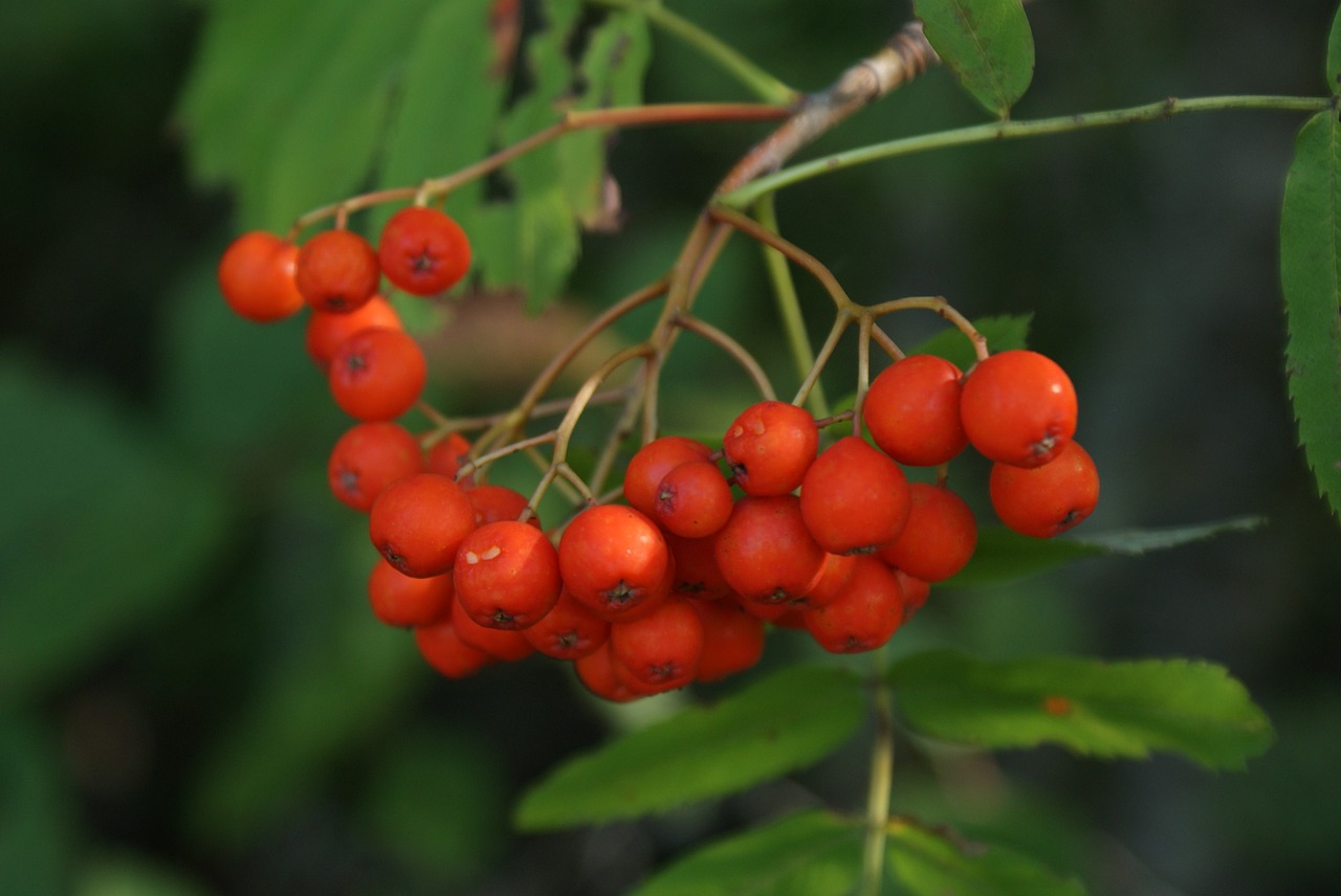 fruit  leaf  nature free photo