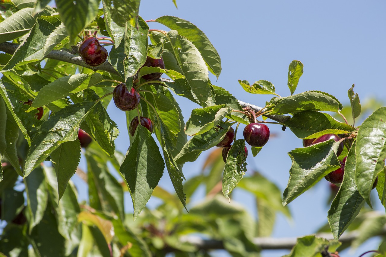 fruit  leaf  food free photo