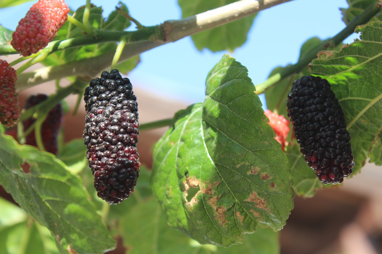 fruit  food  leaves free photo