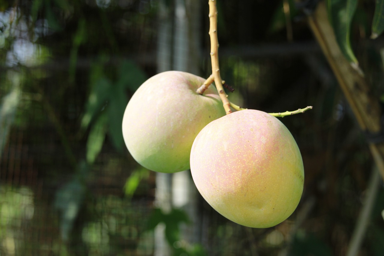 fruit  mango  thailand fruit free photo