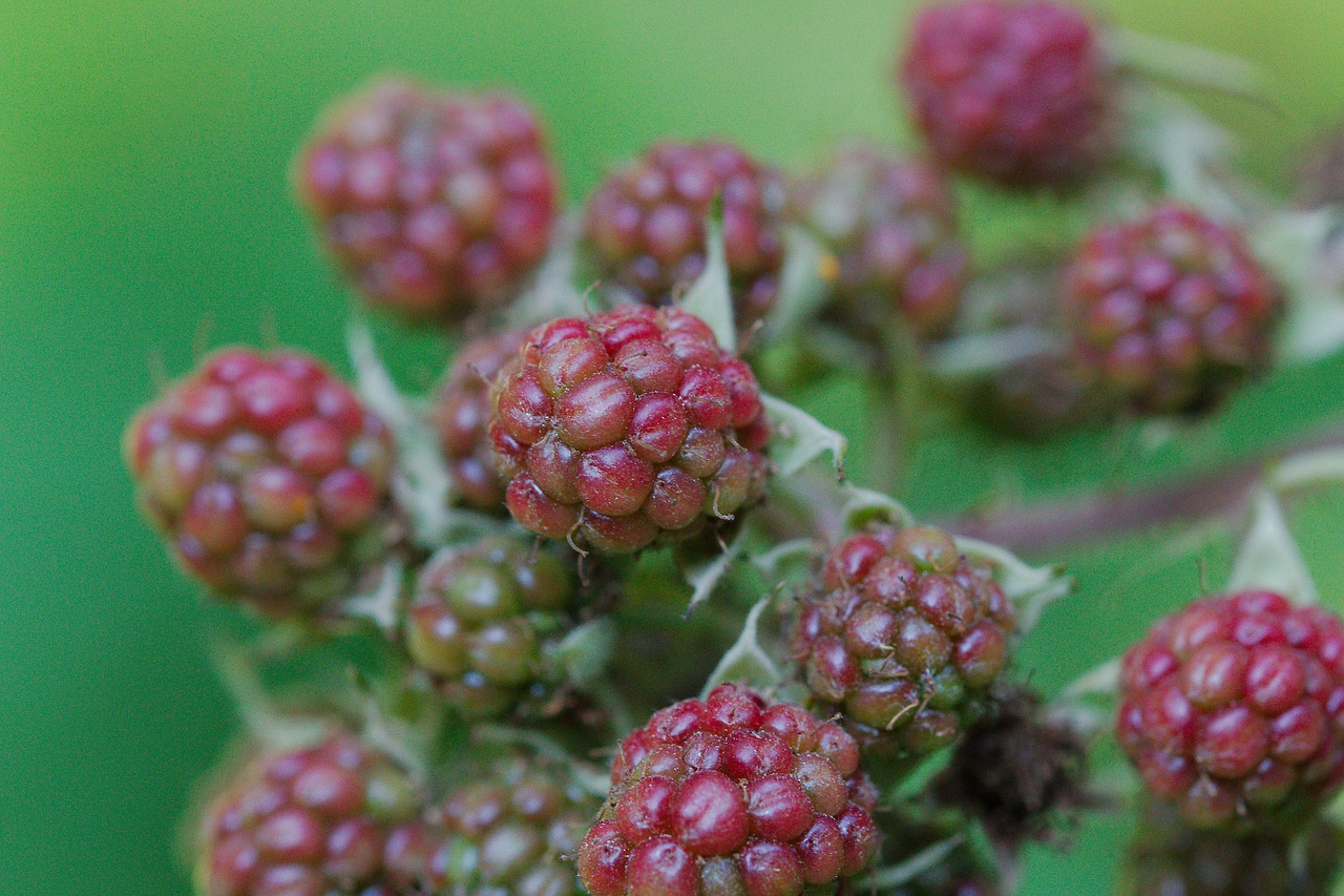 fruit  nature  food free photo