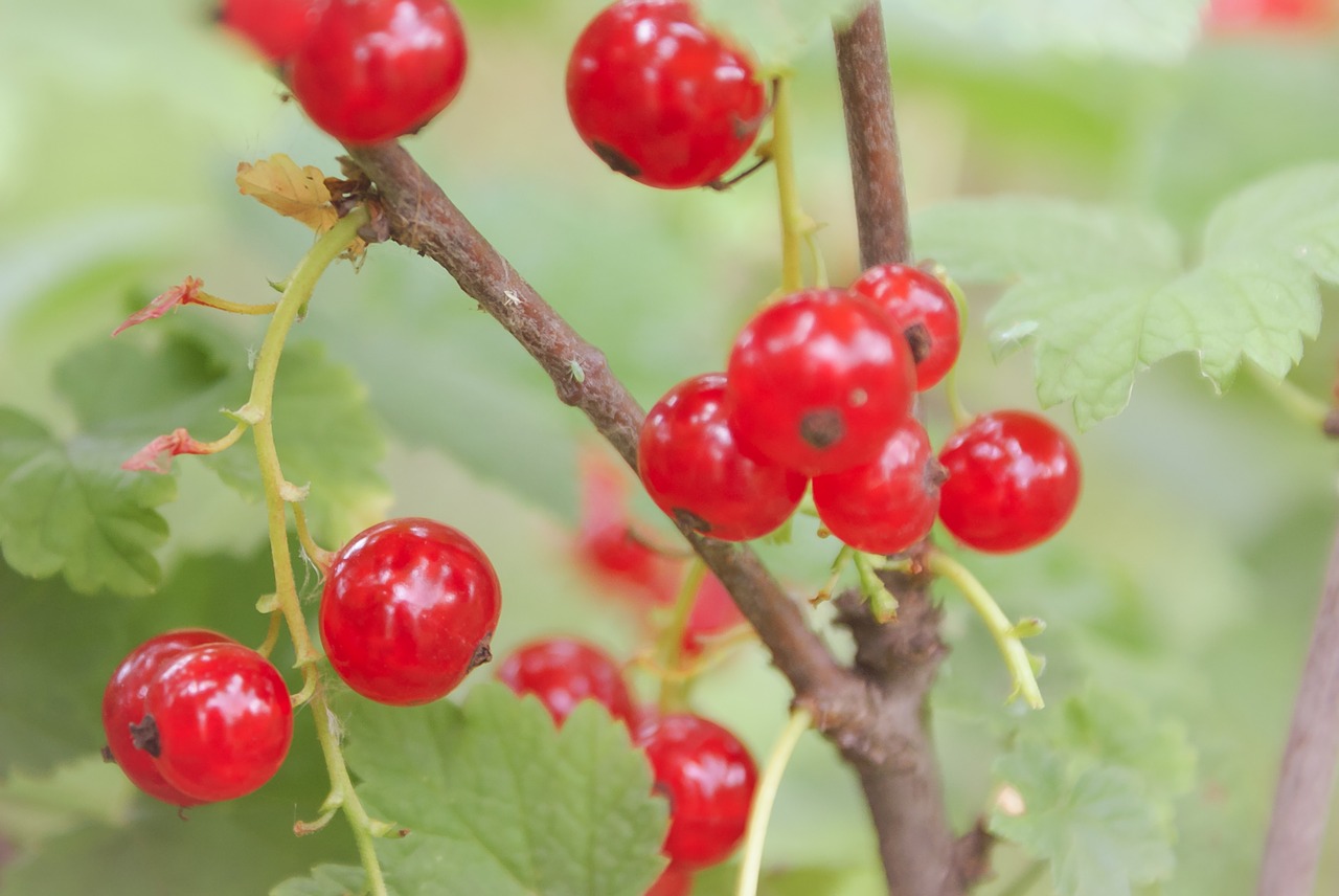 fruit  berry  nature free photo