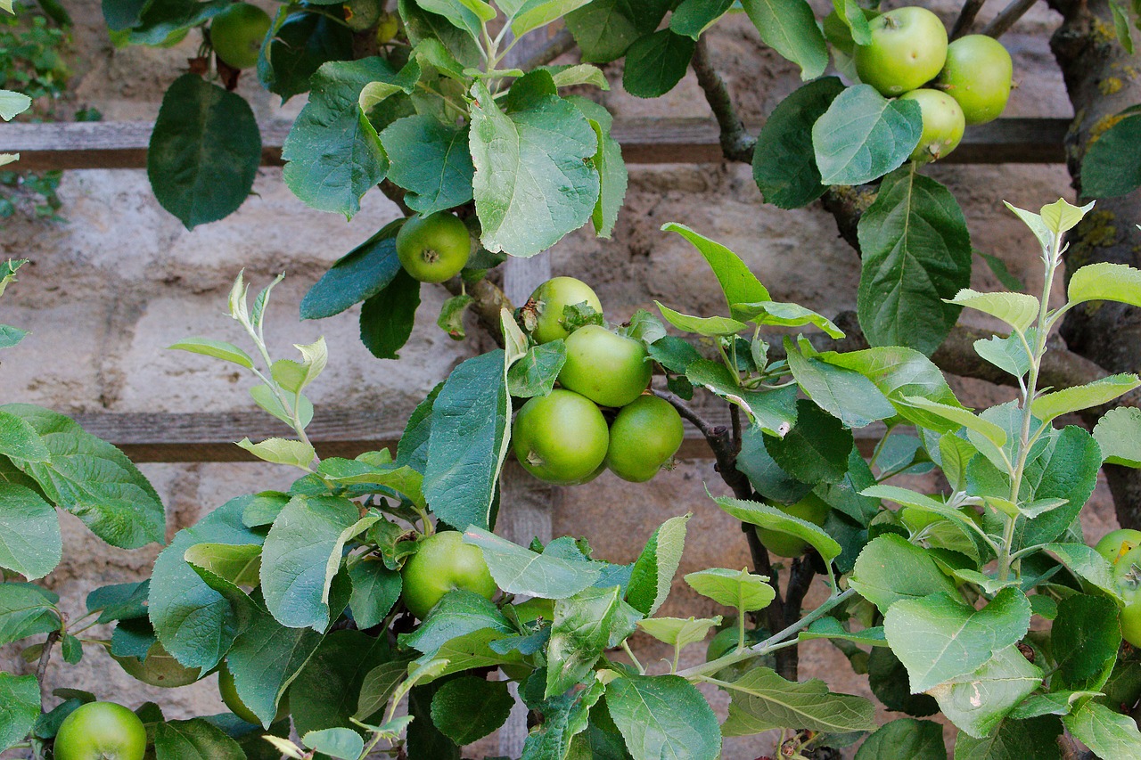 fruit  food  leaf free photo