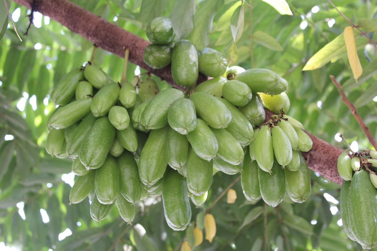 fruit  plant  food free photo