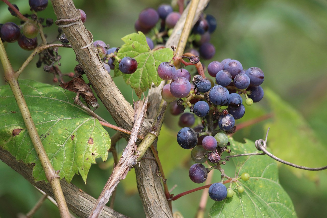 fruit  nature  food free photo