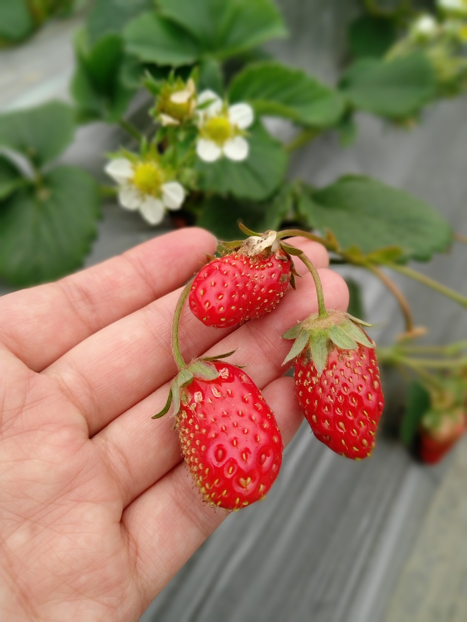 fruit  nature  food free photo