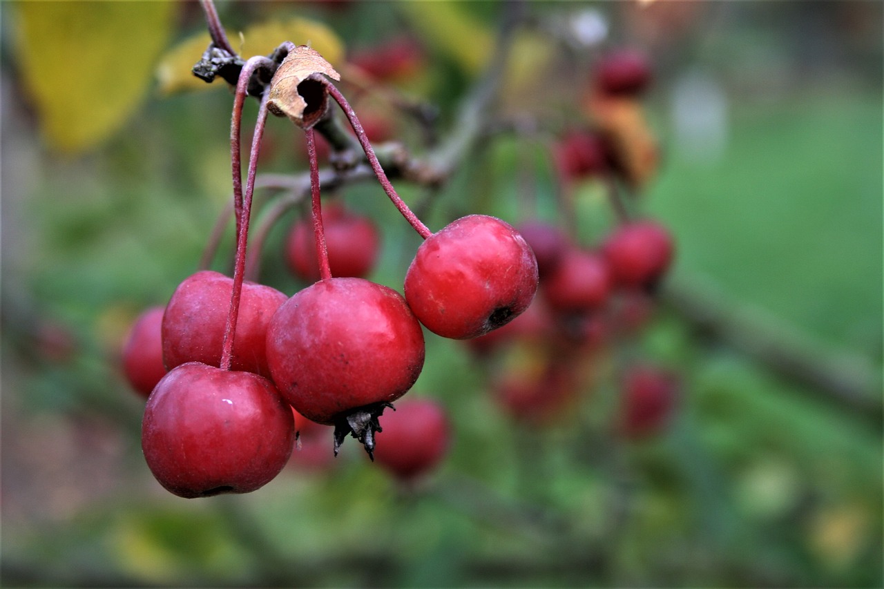 fruit  nature  food free photo