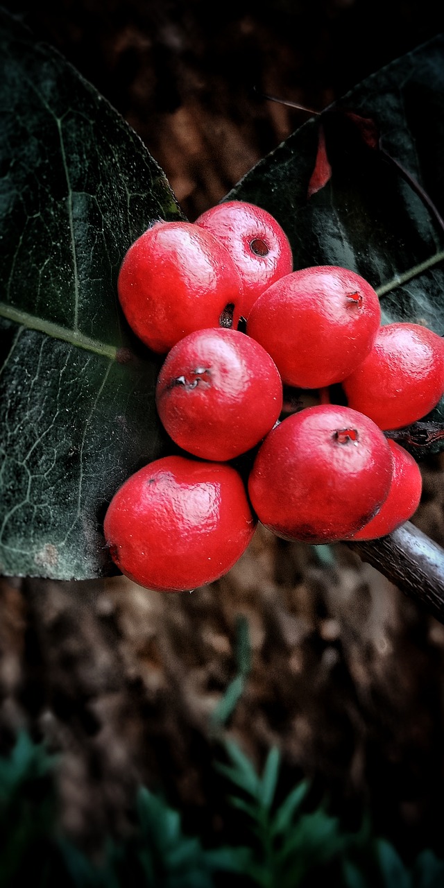 fruit  food  nature free photo