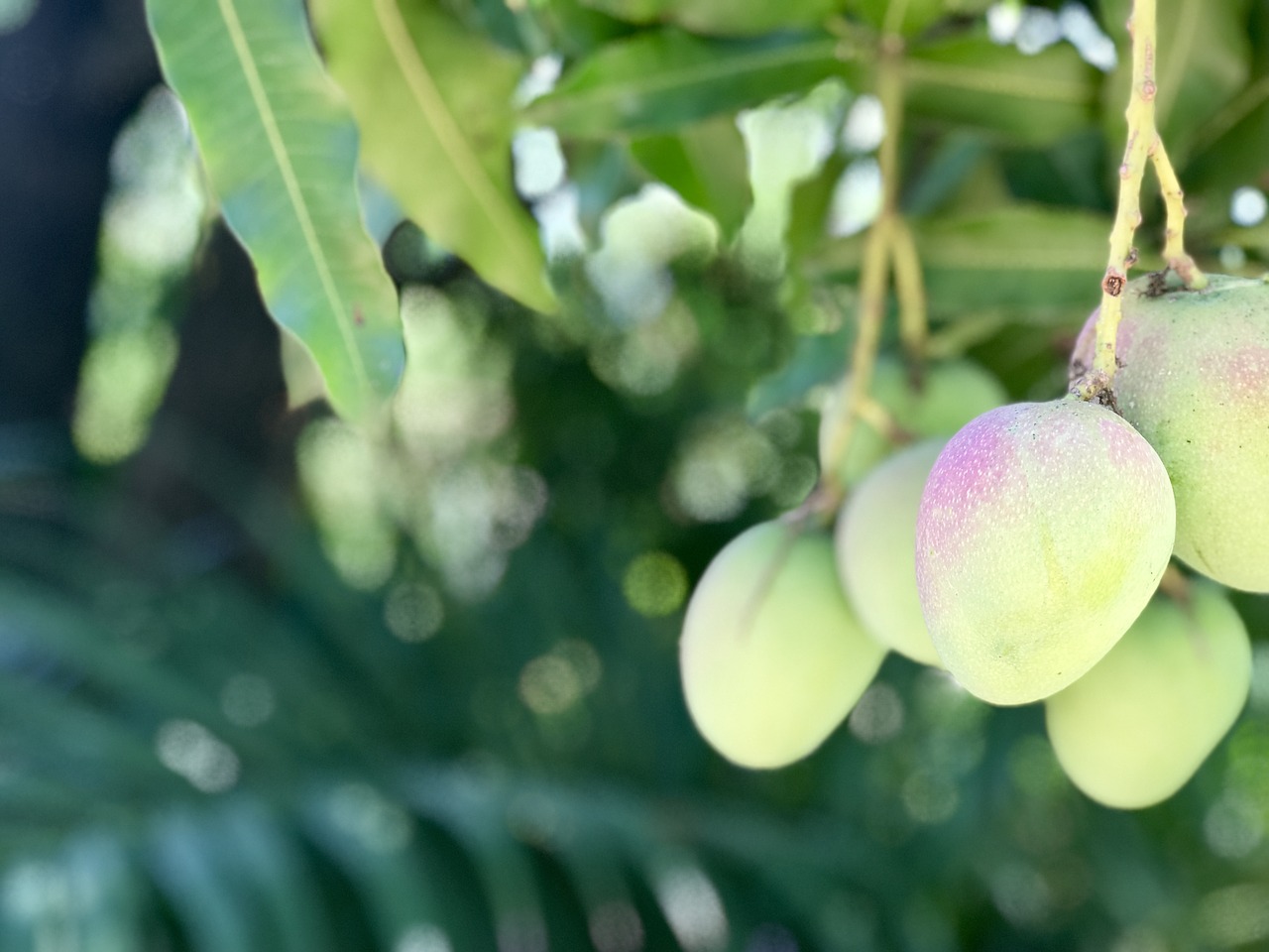 fruit  leaf  food free photo