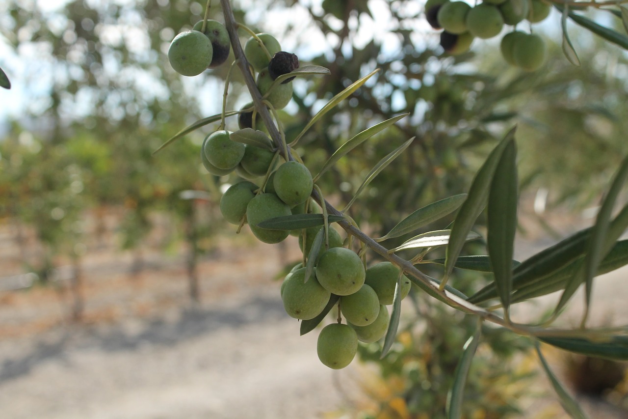 fruit  nature  agriculture free photo