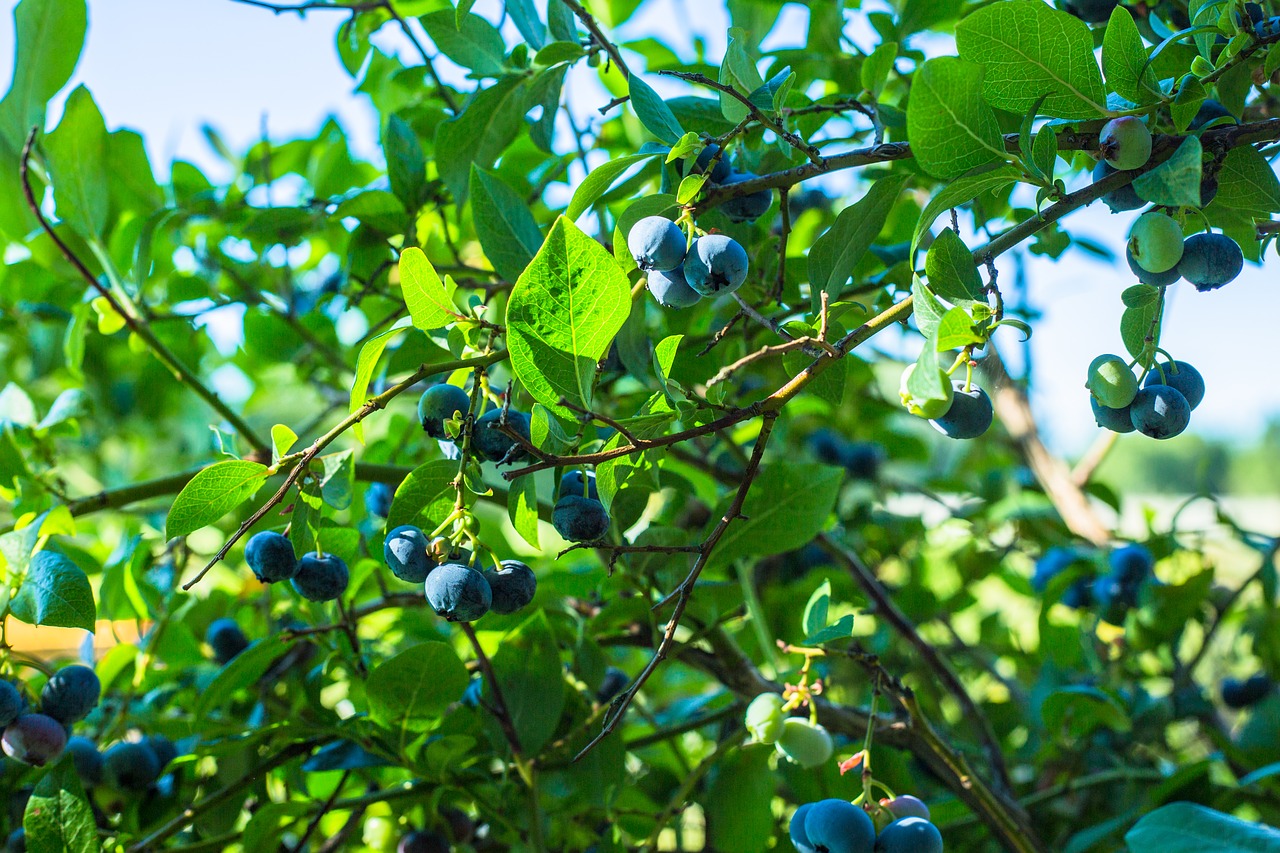 fruit  leaf  nature free photo