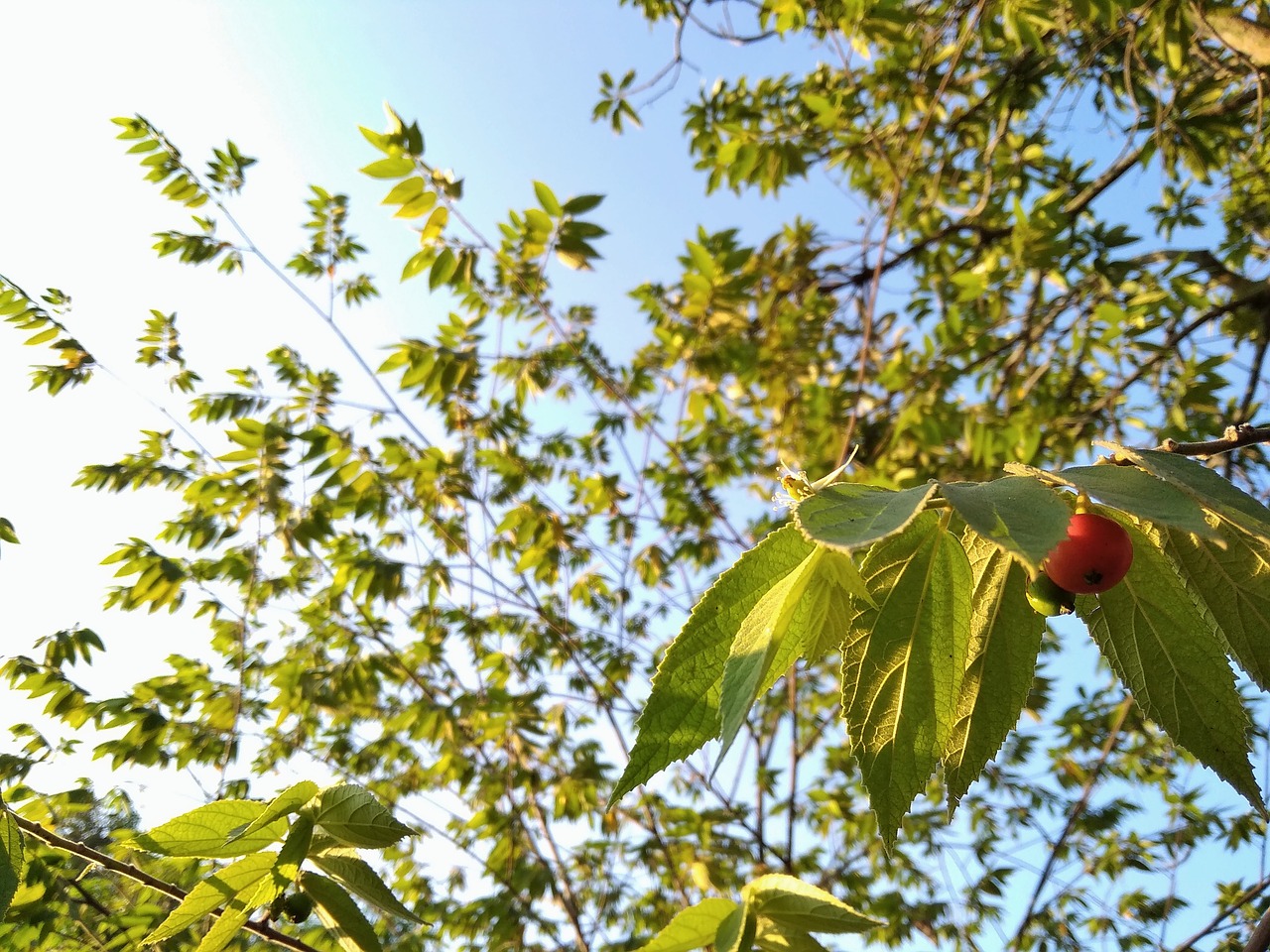 fruit  leaf  cloud free photo