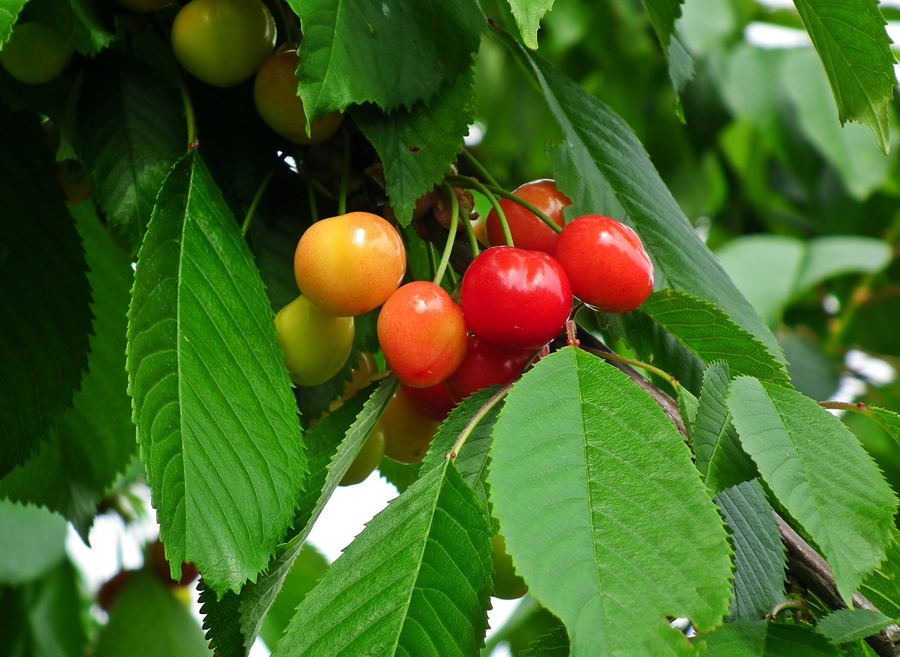 fruit  cherries  spring free photo