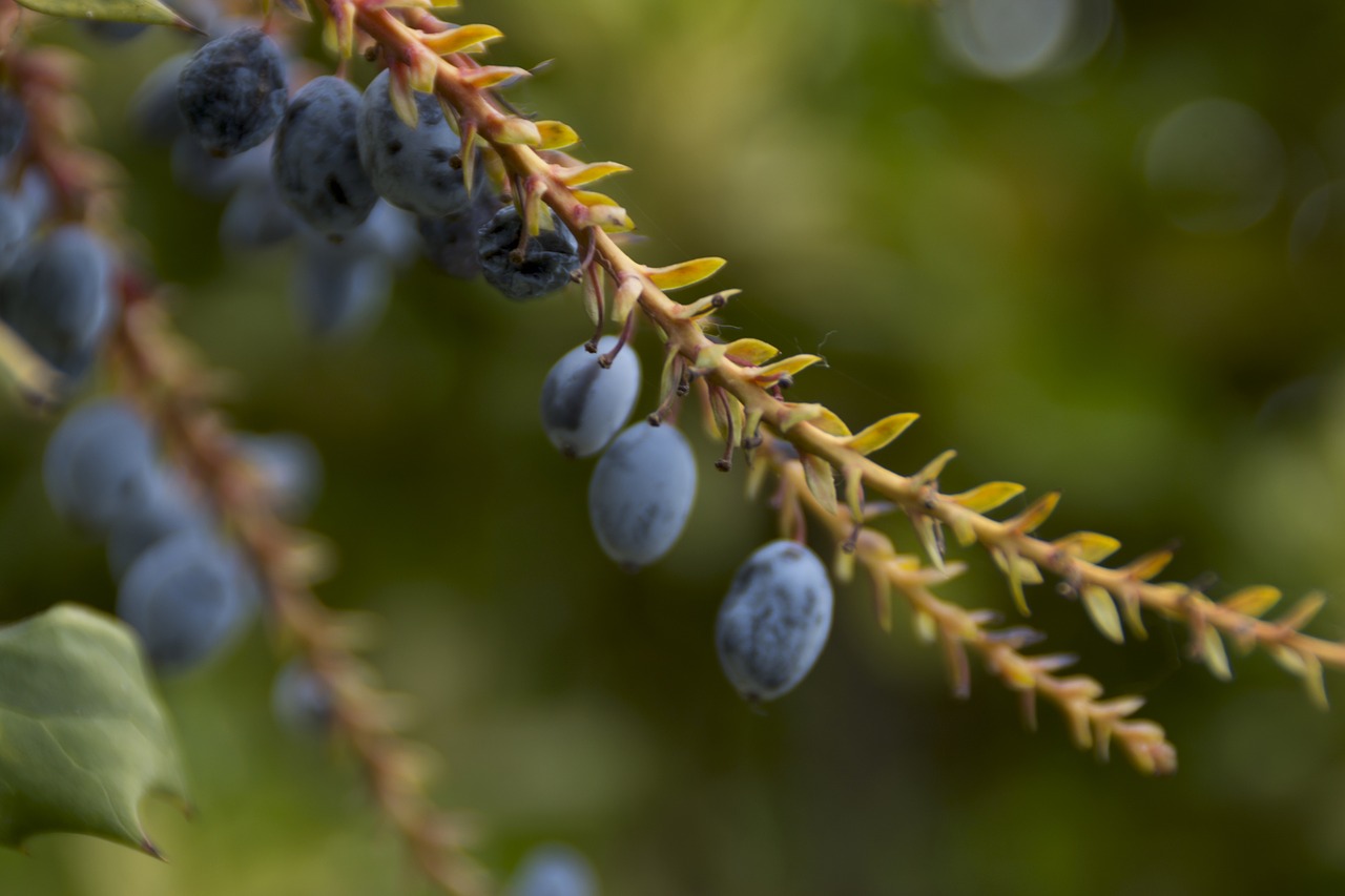 fruit  branch  nature free photo