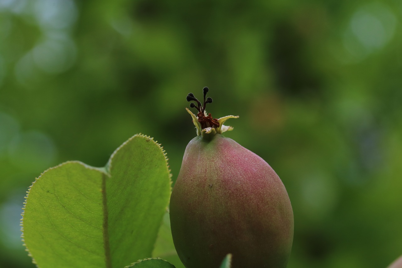 fruit  wood  chinese quince free photo