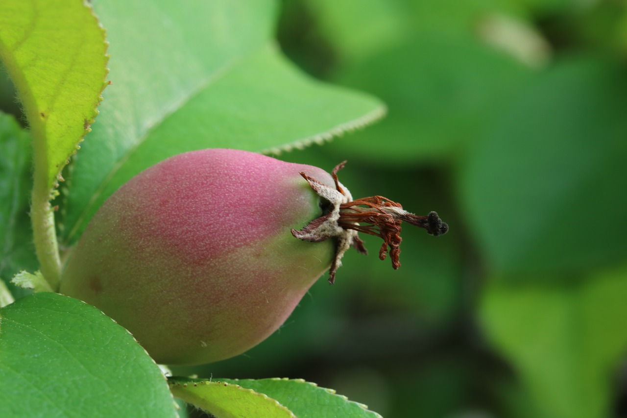 fruit  nutty  and free photo