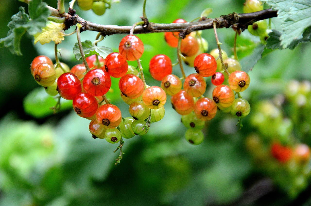 fruit  berries  currants free photo