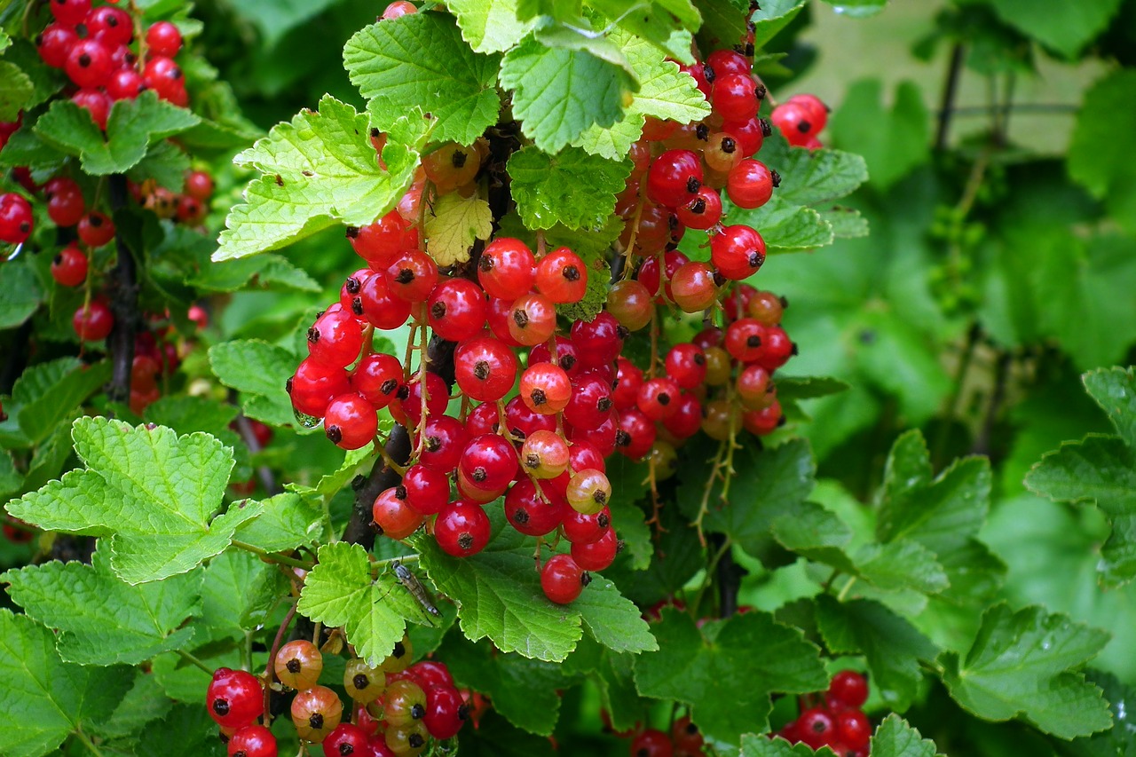 fruit  red currant  bush free photo