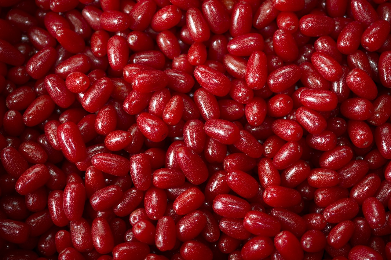 fruit  bodhi  red berries free photo