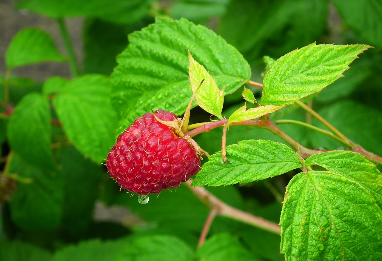 fruit  malina  fruit garden free photo