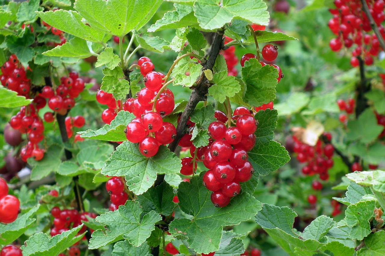 fruit  red currant  bush free photo