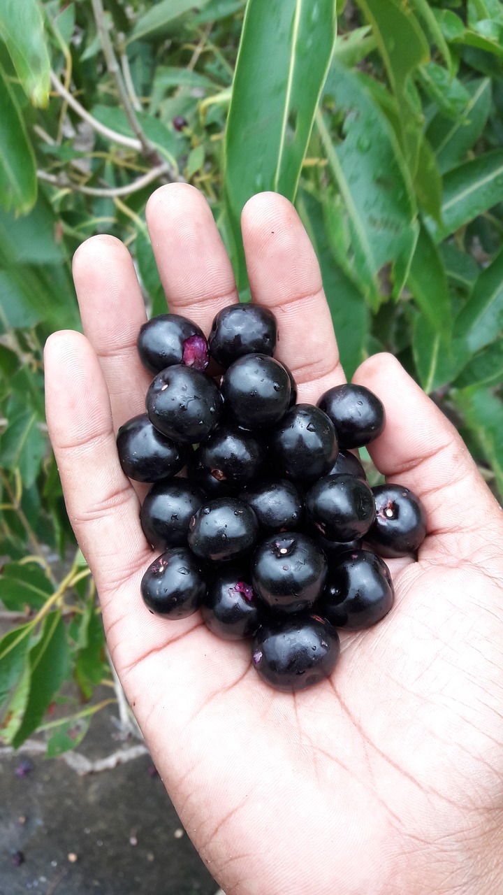 fruit  food  berry free photo