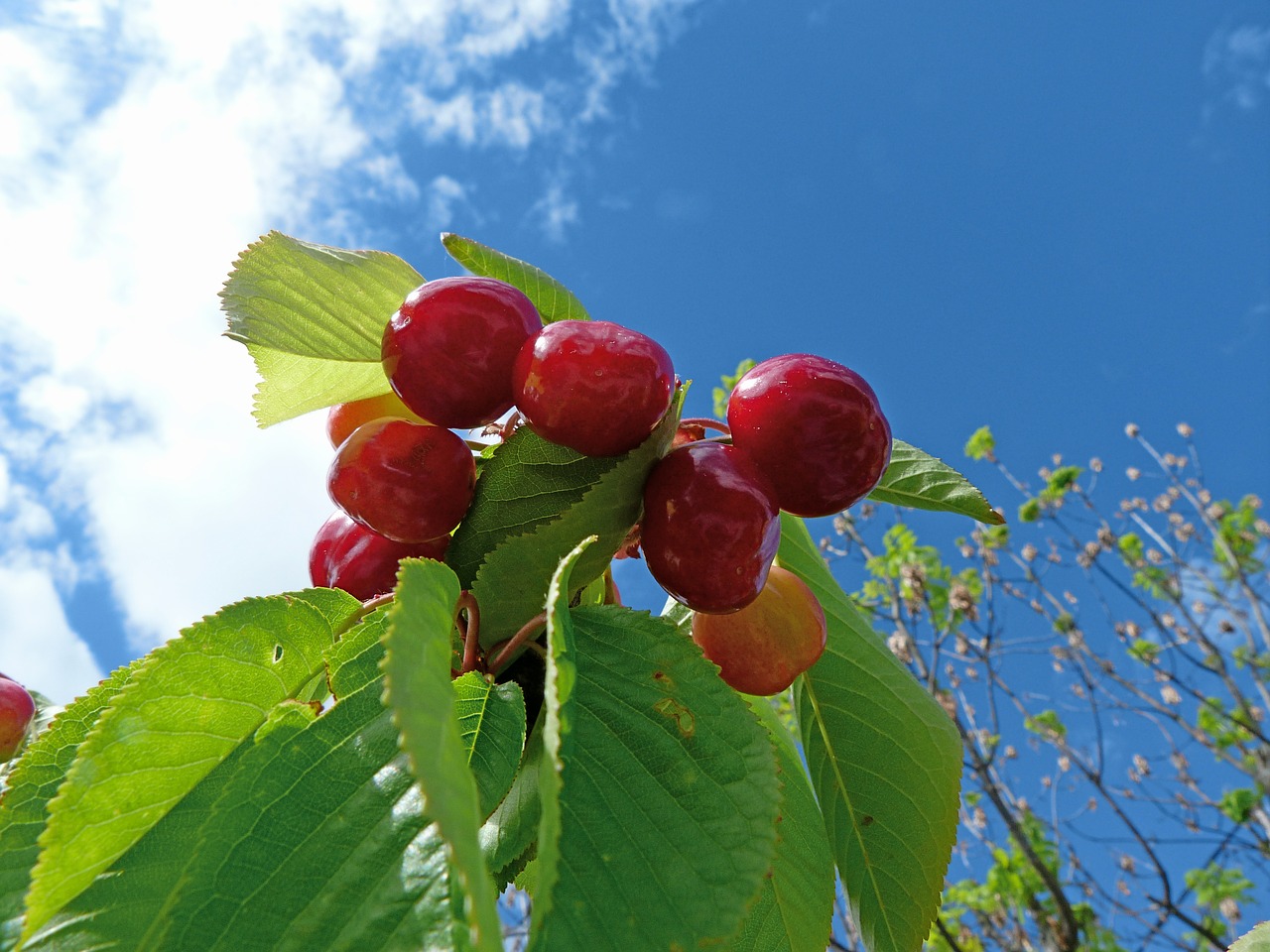 fruit cherries garden free photo