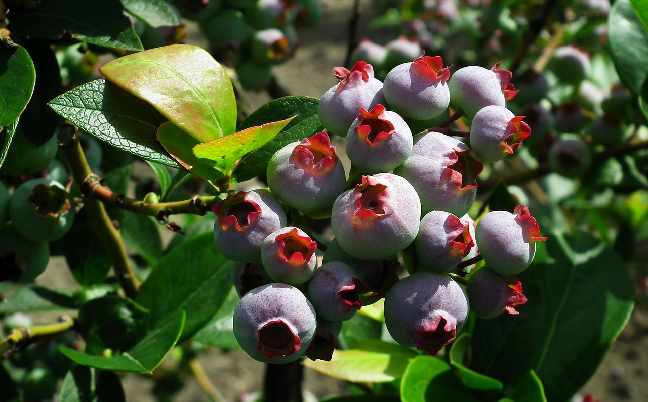 fruit  bilberry american  nature free photo