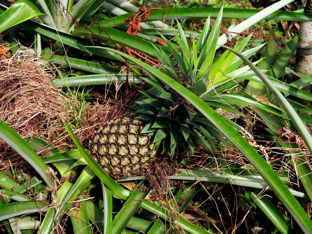 fruit  organic  natural free photo