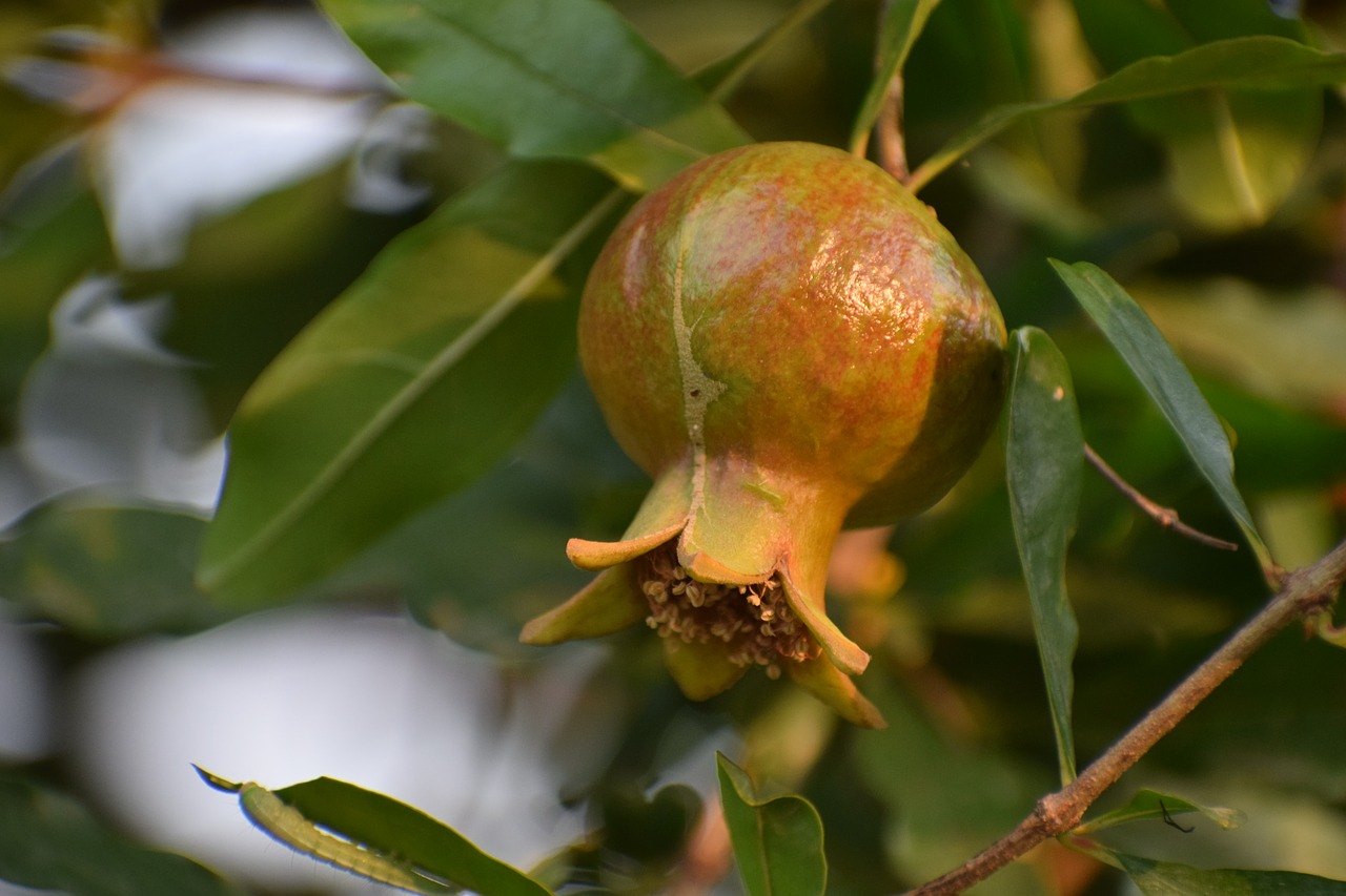 fruit  nature  healthy free photo