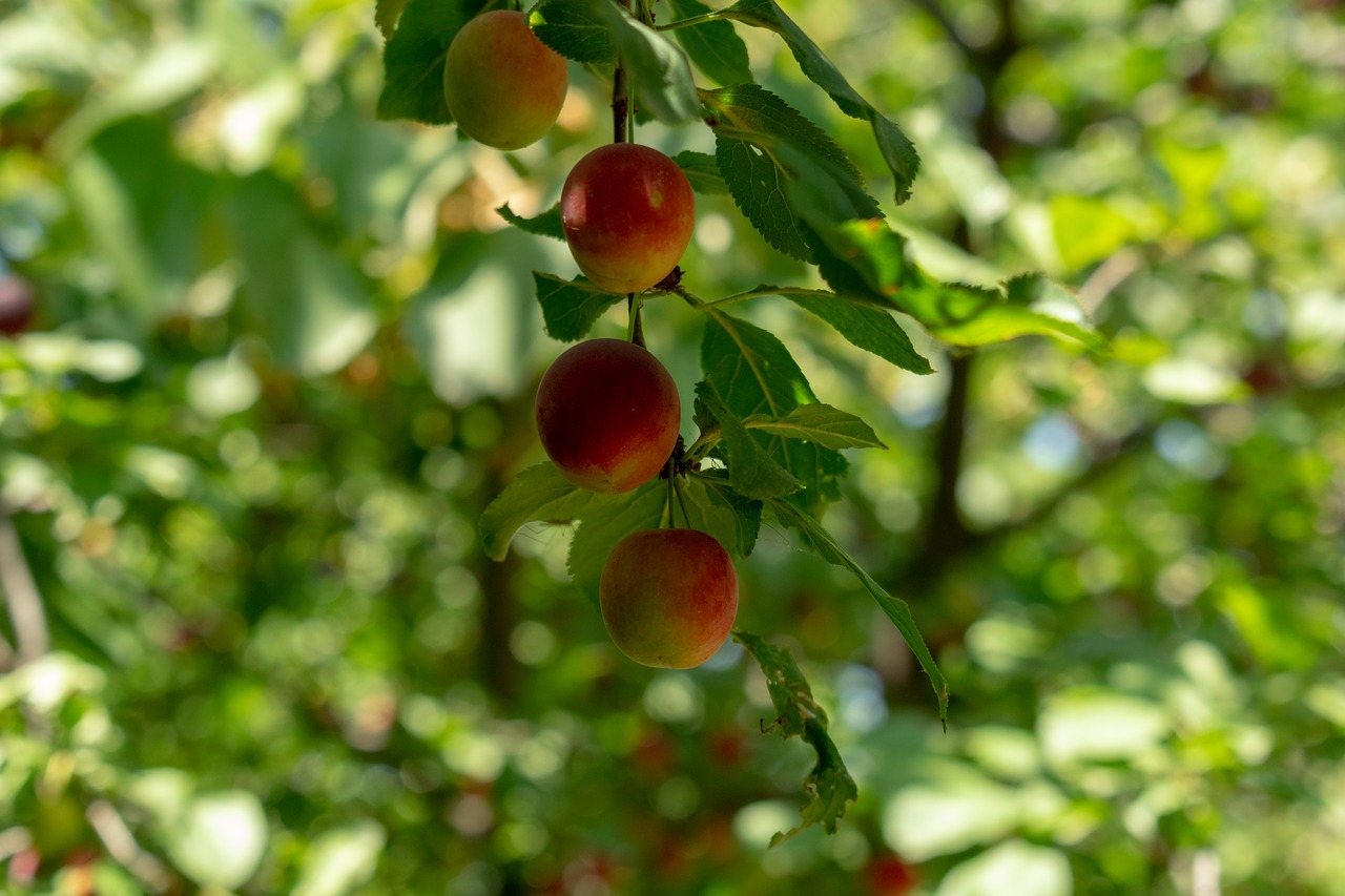 fruit  fresh  plum free photo