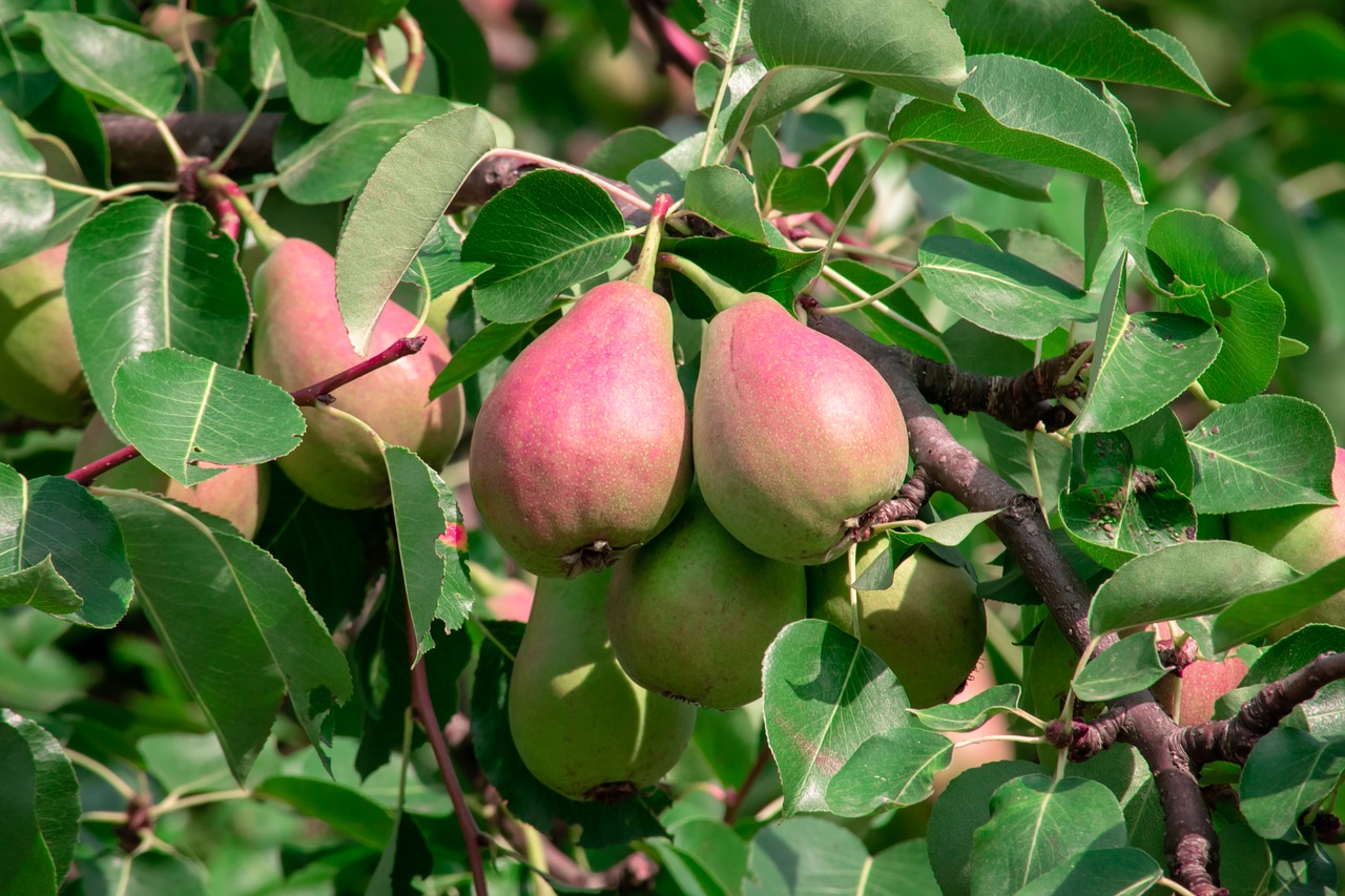 fruit  tree  pear free photo