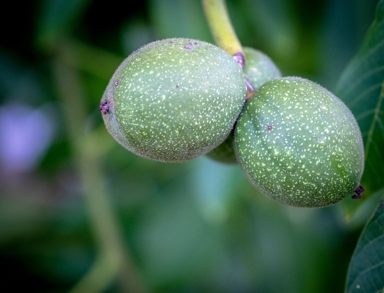 fruit  apple  pear free photo