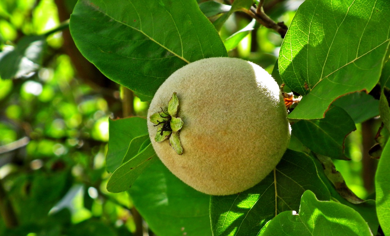 fruit  quince  tree free photo