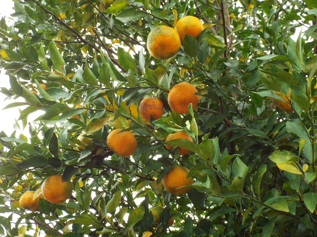 fruit bergamot tangerine free photo