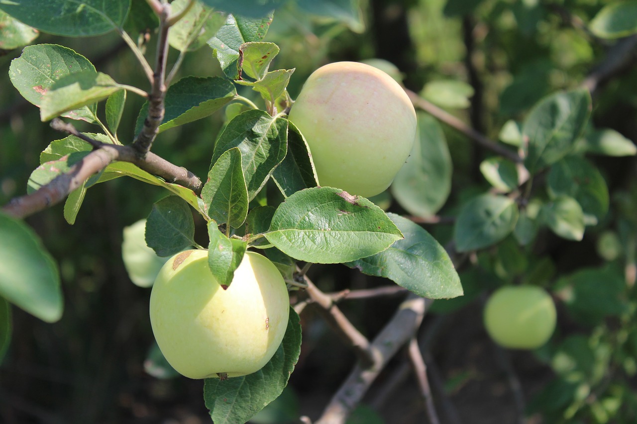 fruit  apple  nature free photo