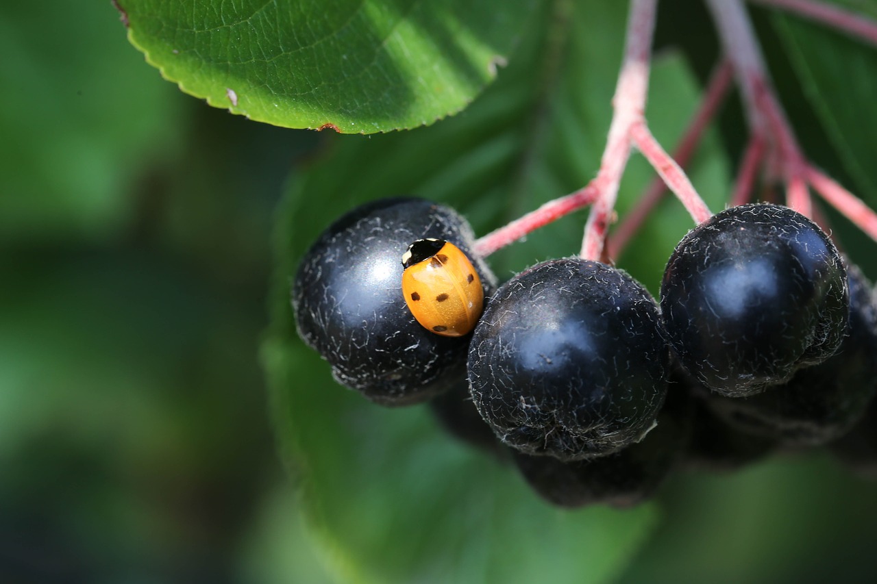 fruit  ladybug  berries free photo