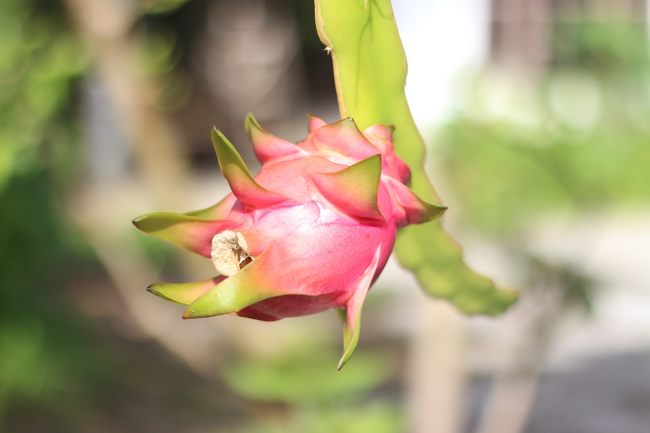 fruit  dragon fruit  garden free photo