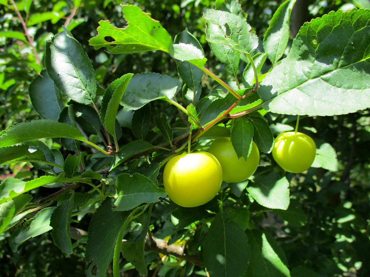 fruit  green  fresh free photo